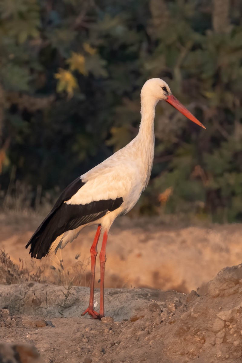 White Stork - Neeraja V