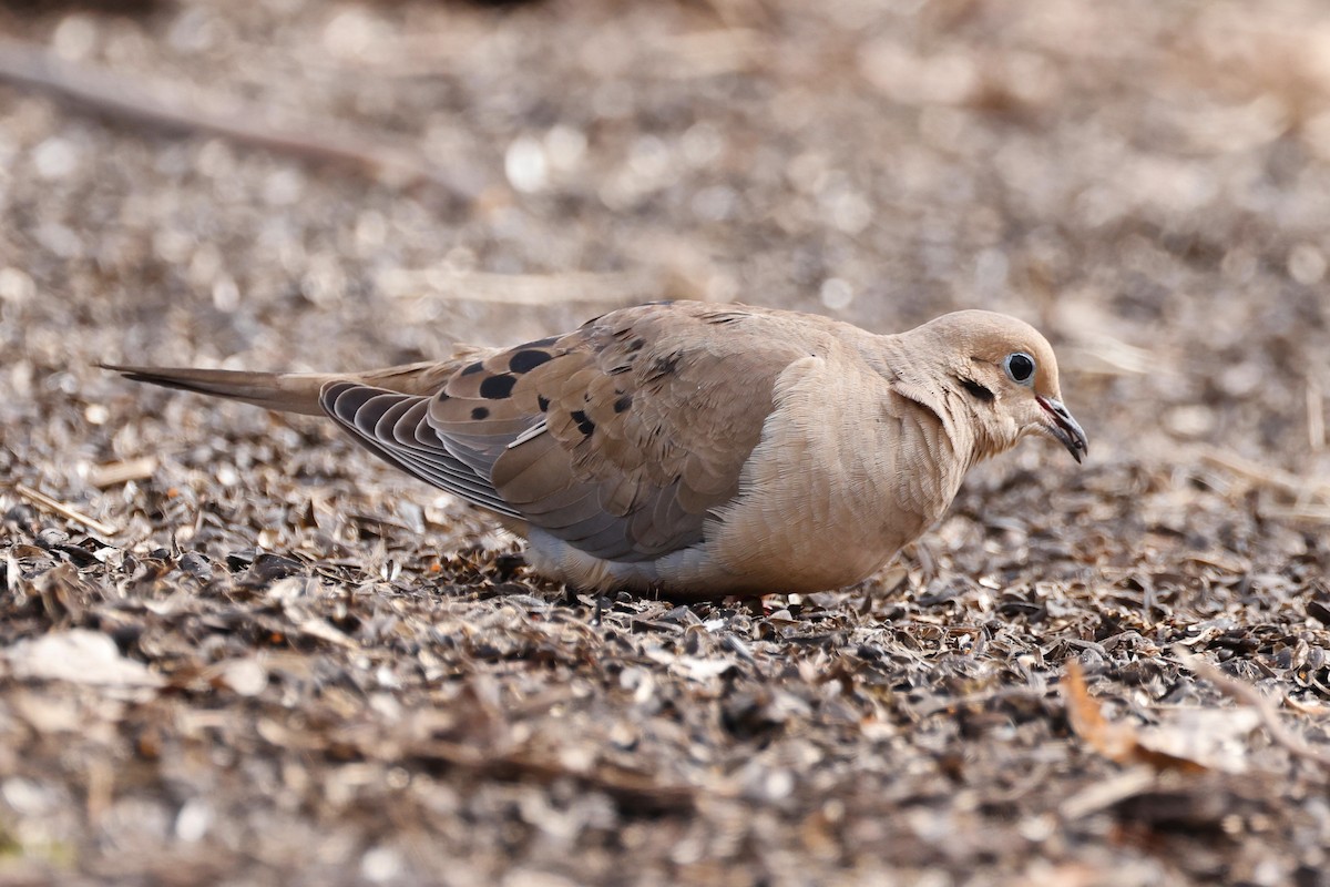 Mourning Dove - ML616544047