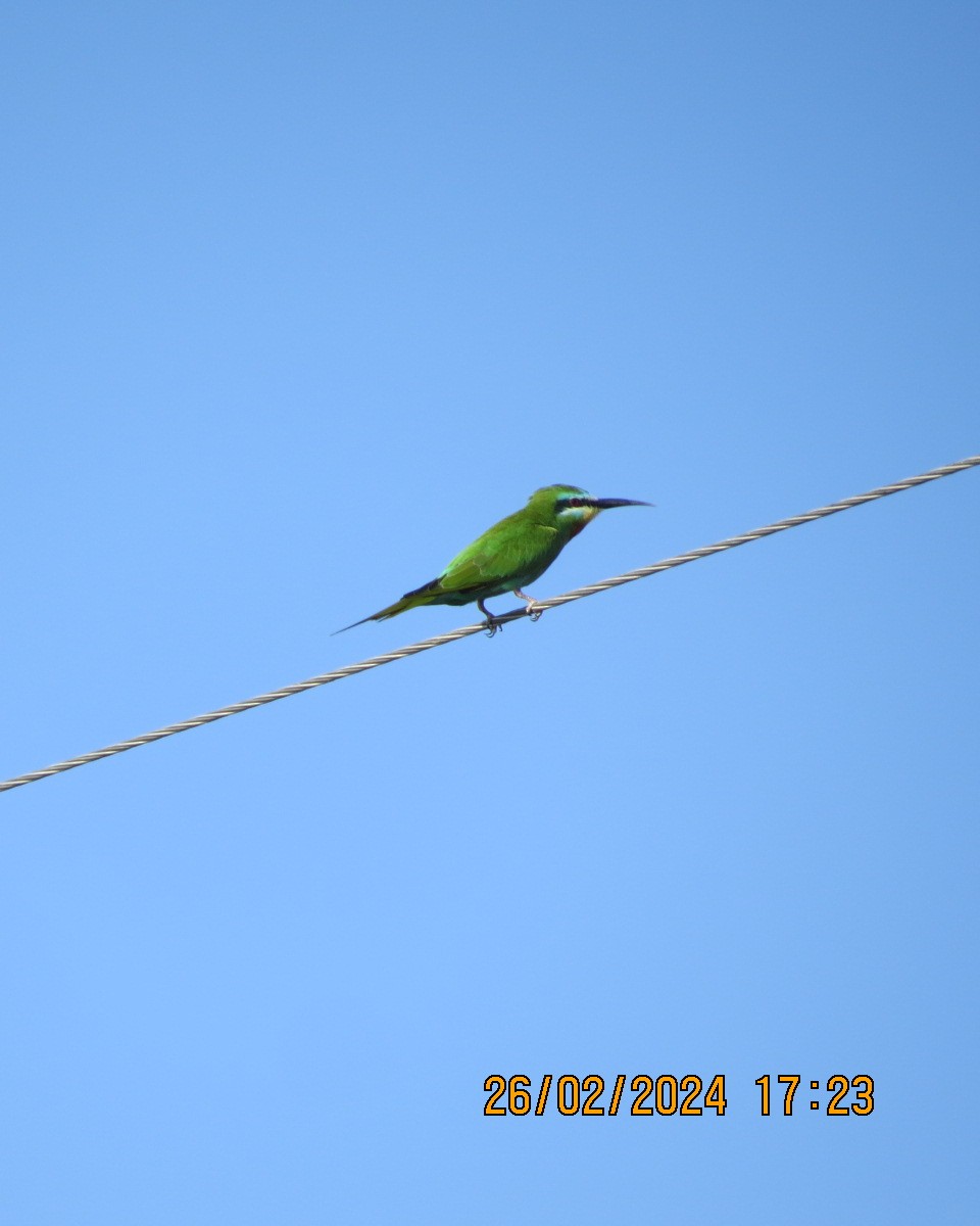 Blue-cheeked Bee-eater - Gary Bletsch