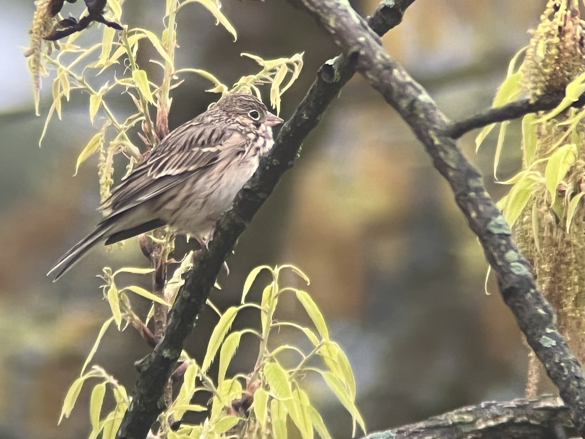 Vesper Sparrow - Kevin Kubach