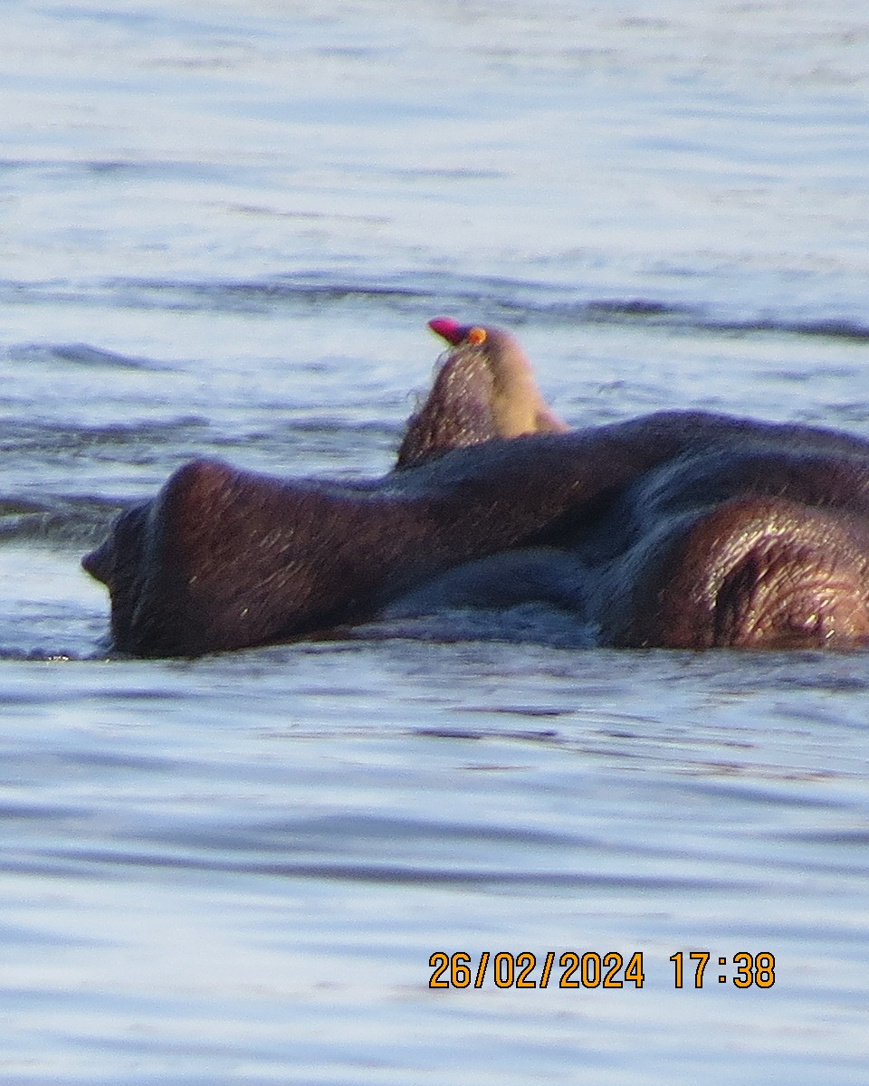 Piqueboeuf à bec rouge - ML616544085