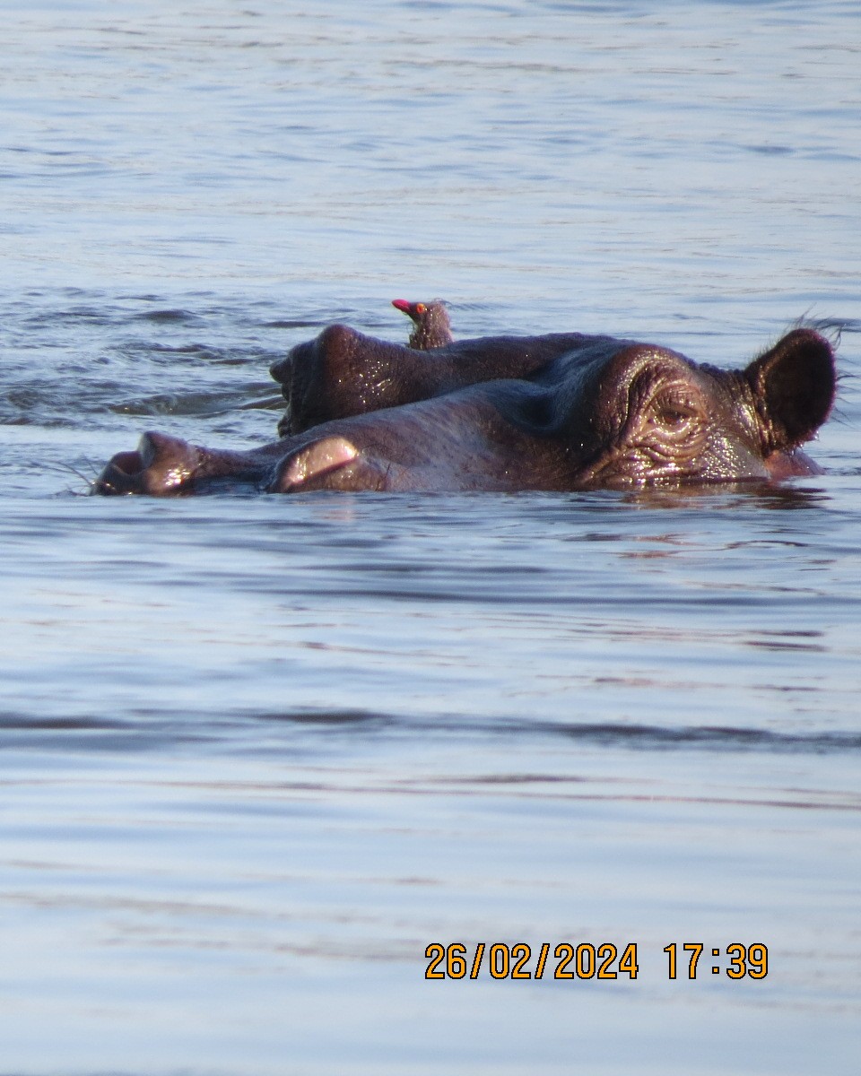 Piqueboeuf à bec rouge - ML616544086