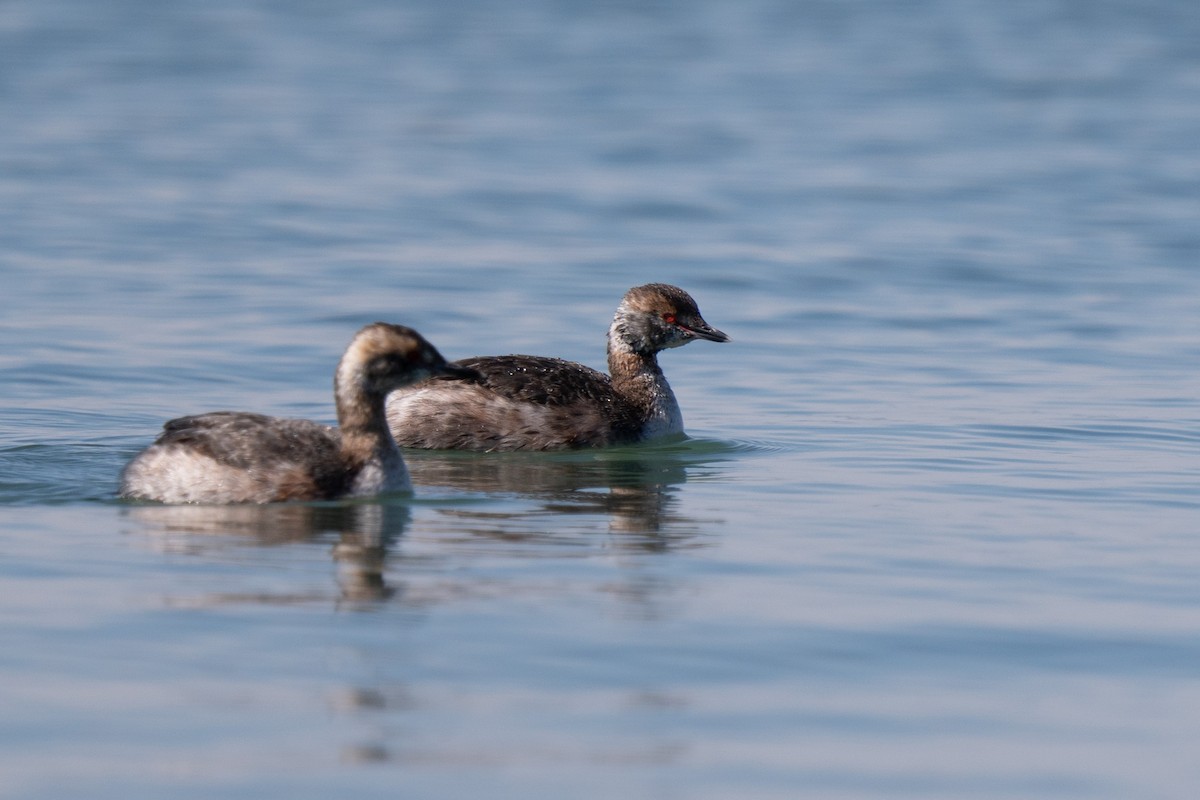 Horned Grebe - ML616544100