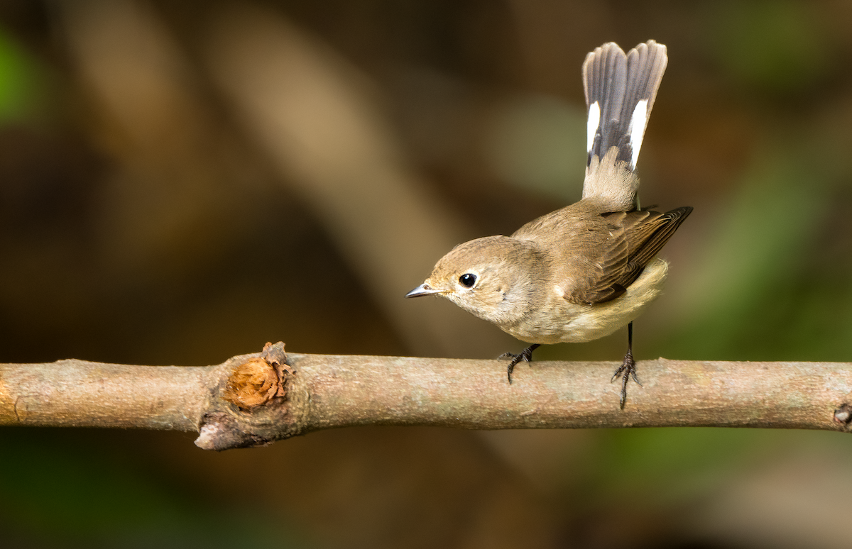 Taiga Flycatcher - ML616544113