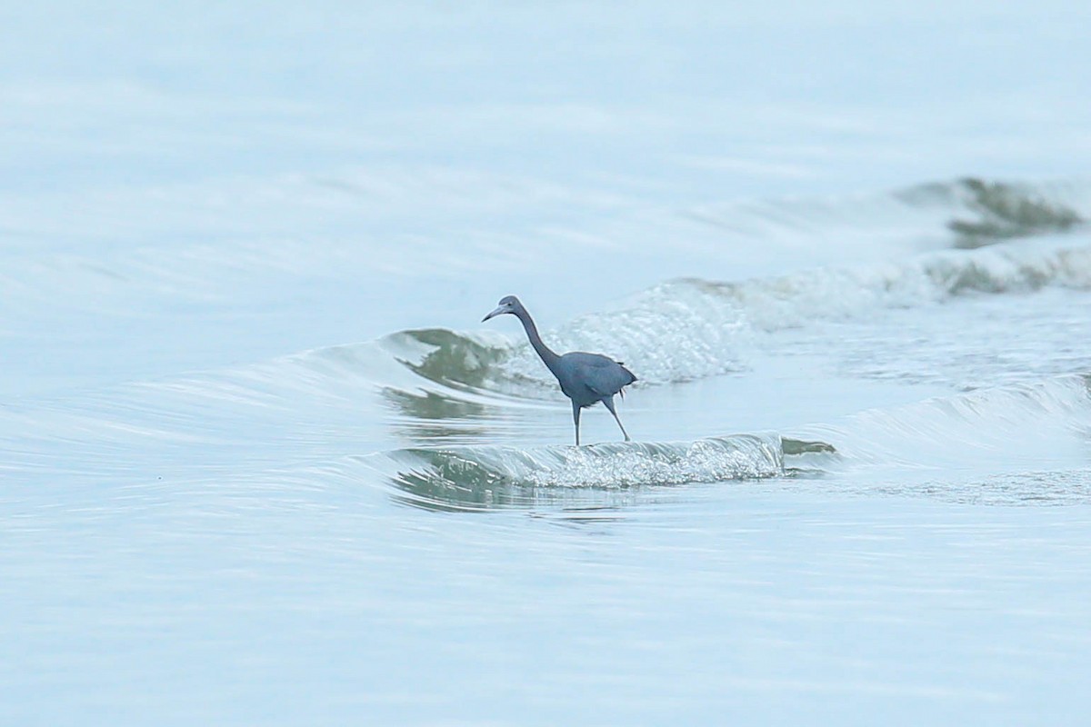 Little Blue Heron - ML616544129