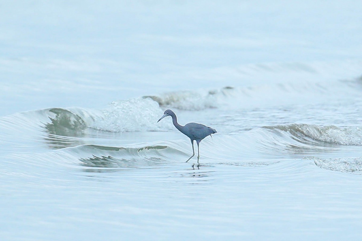 Little Blue Heron - ML616544130