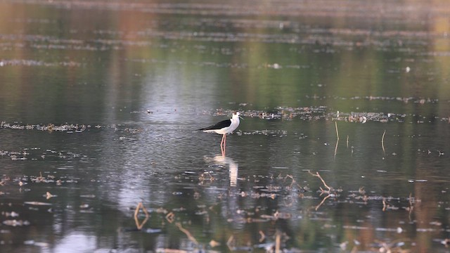 Black-winged Stilt - ML616544170