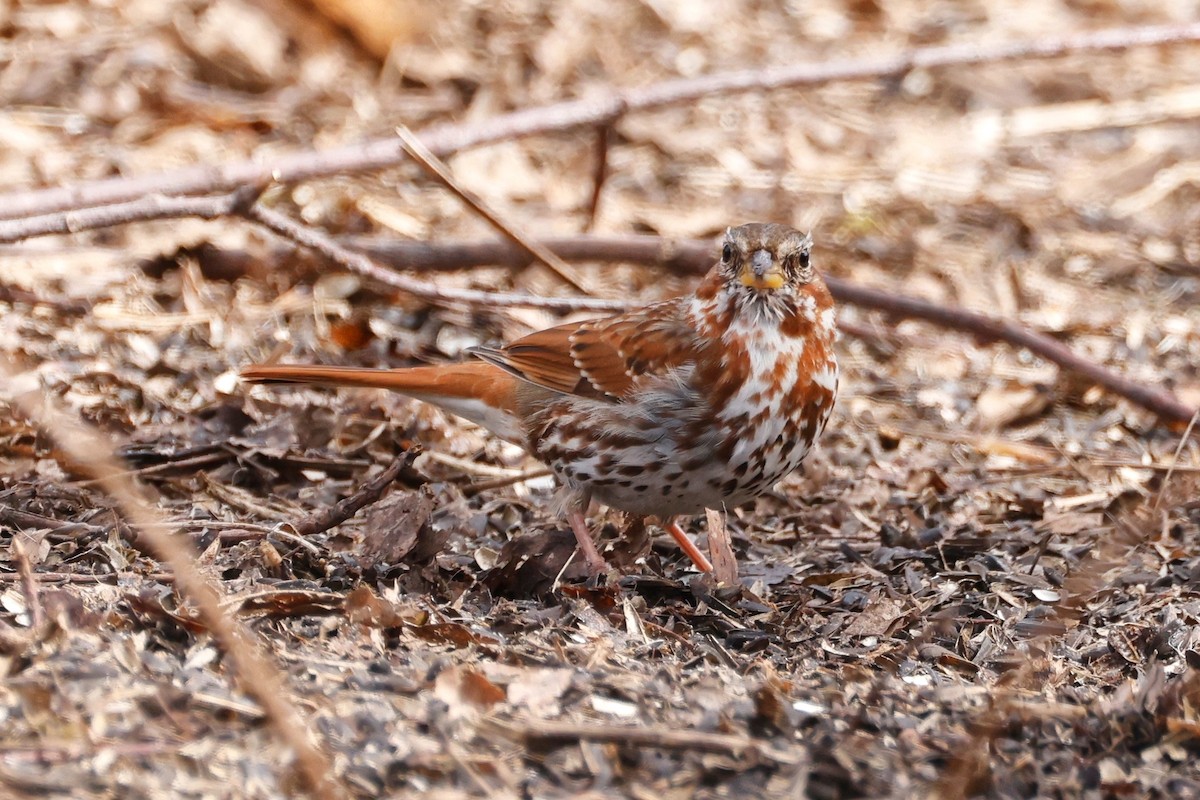 Fox Sparrow - ML616544181