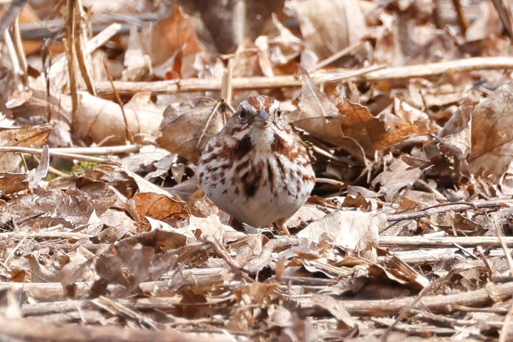 Song Sparrow - ML616544182