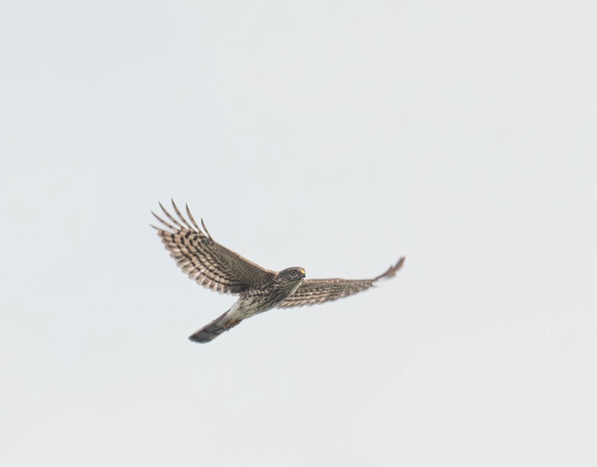 Sharp-shinned Hawk - ML616544183