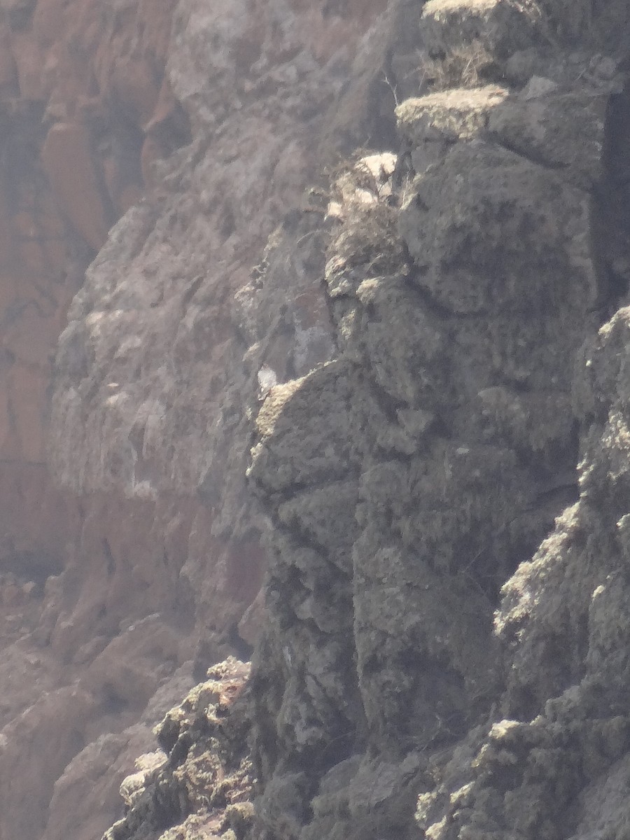 Peregrine Falcon (Barbary) - Miguel Angel Benedicto