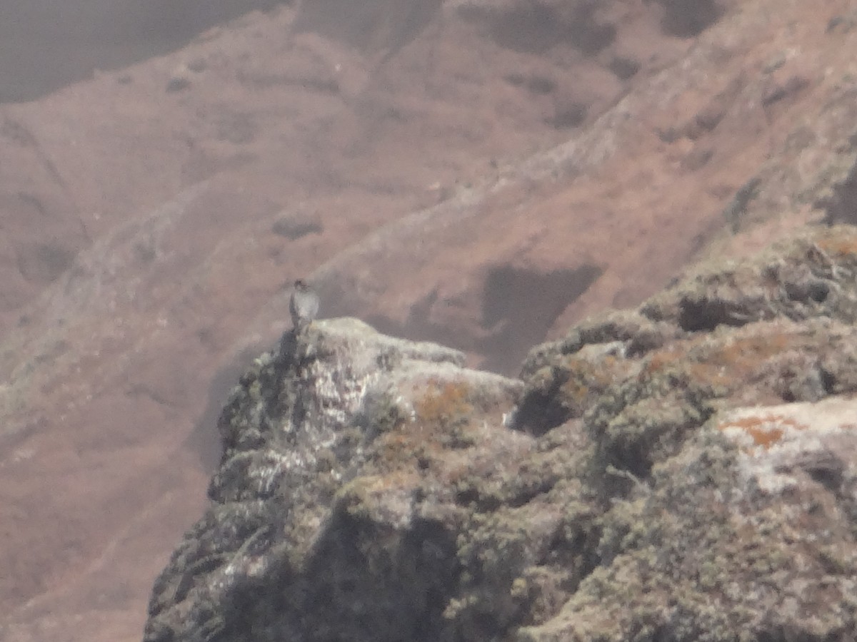 Peregrine Falcon (Barbary) - Miguel Angel Benedicto