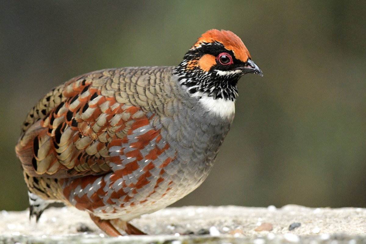 Hill Partridge - Ajoy Kumar Dawn