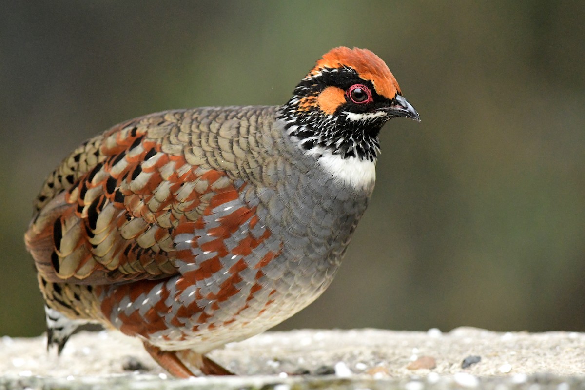 Hill Partridge - ML616544218