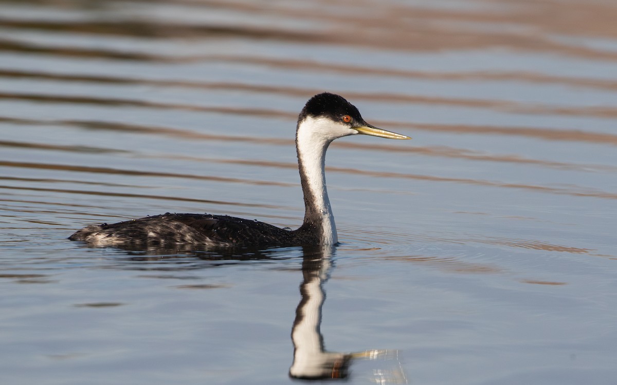 Western Grebe - RJ Baltierra