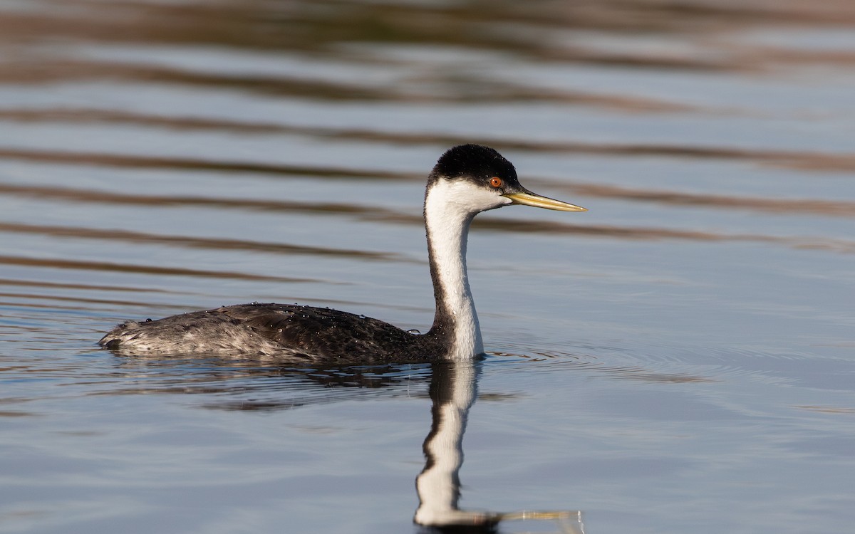 Western Grebe - RJ Baltierra