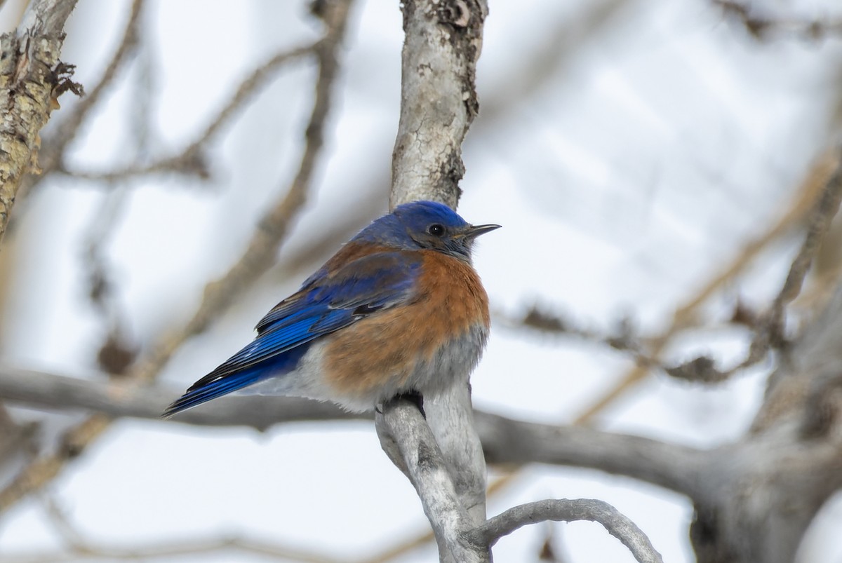 Western Bluebird - ML616544316