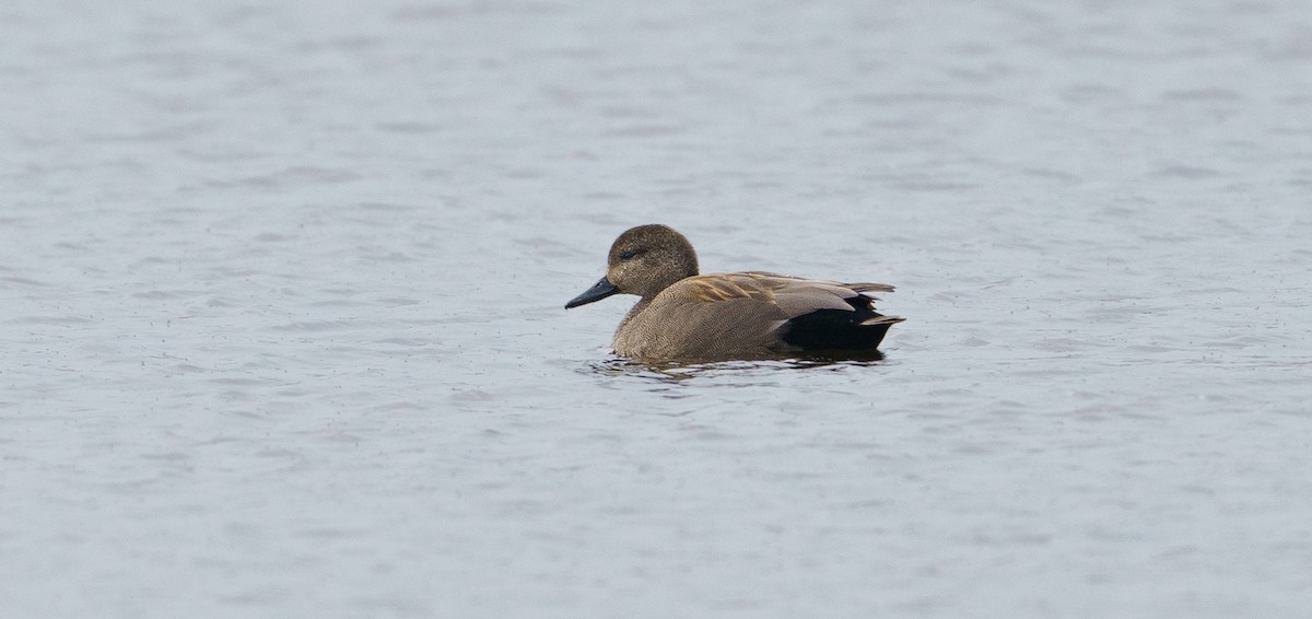 Gadwall - ML616544320