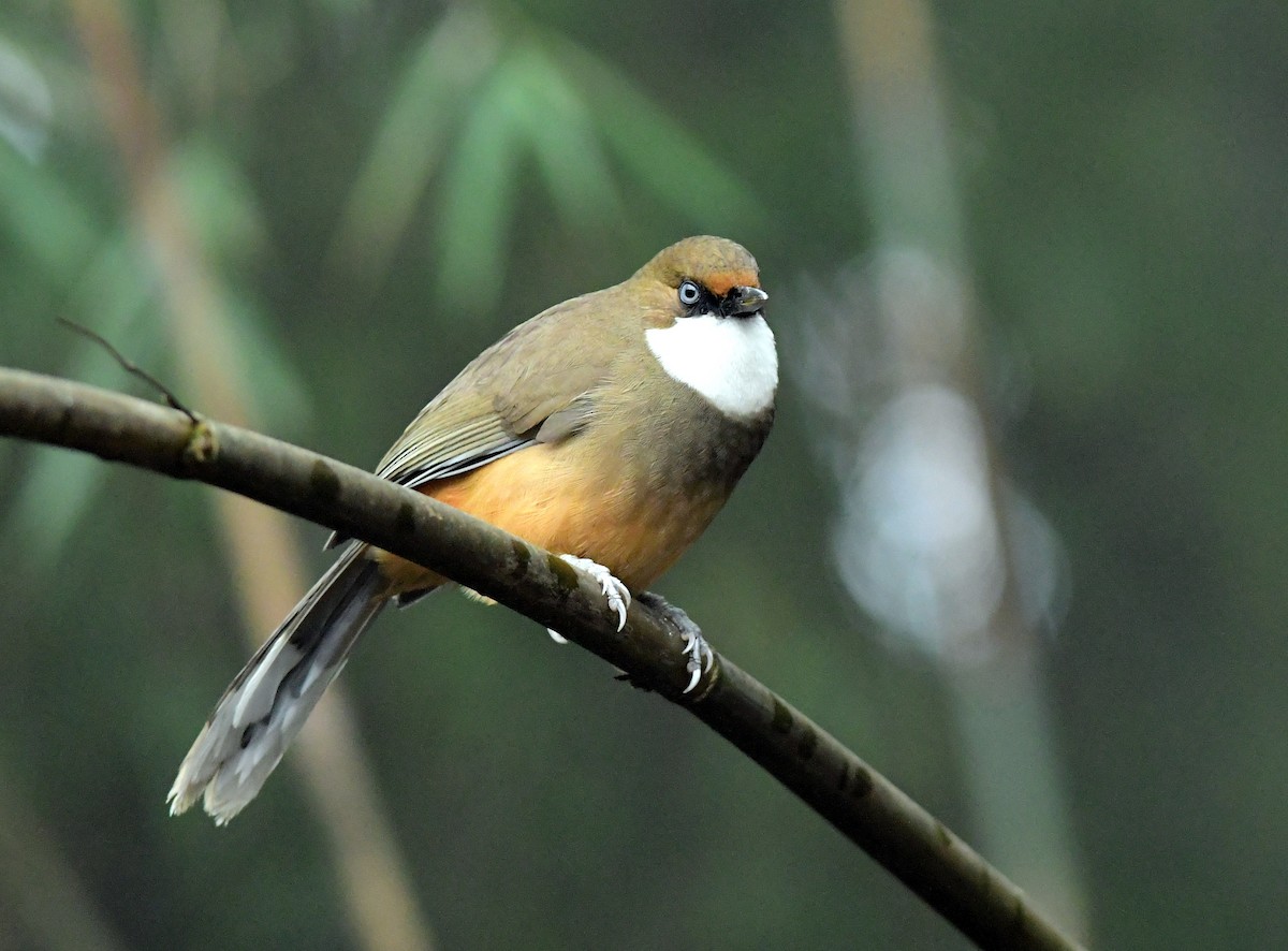 White-throated Laughingthrush - ML616544390