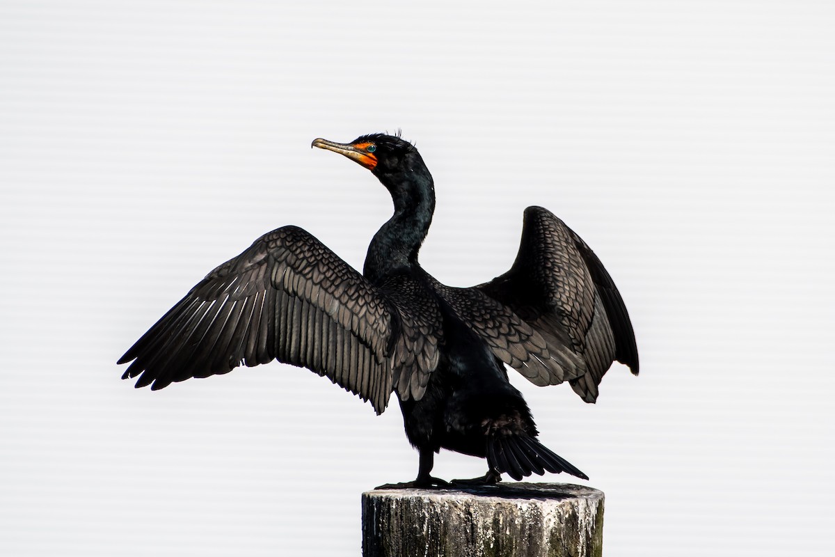 Double-crested Cormorant - Brandon Lloyd