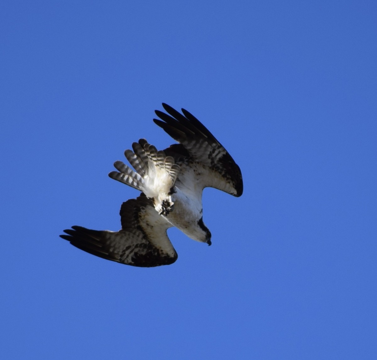 Águila Pescadora - ML616544456