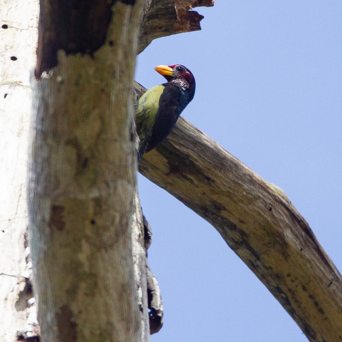 Western Yellow-billed Barbet - ML616544499