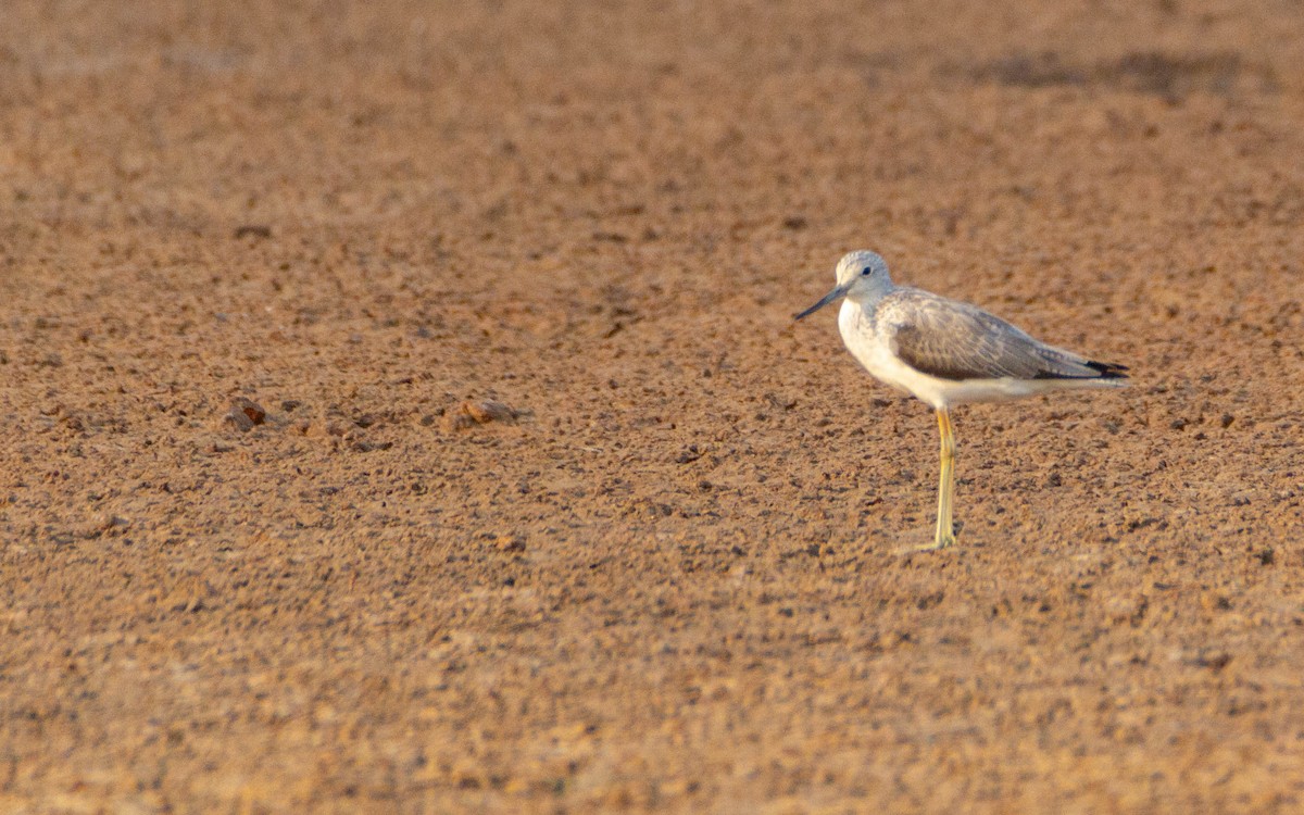 Common Greenshank - ML616544506