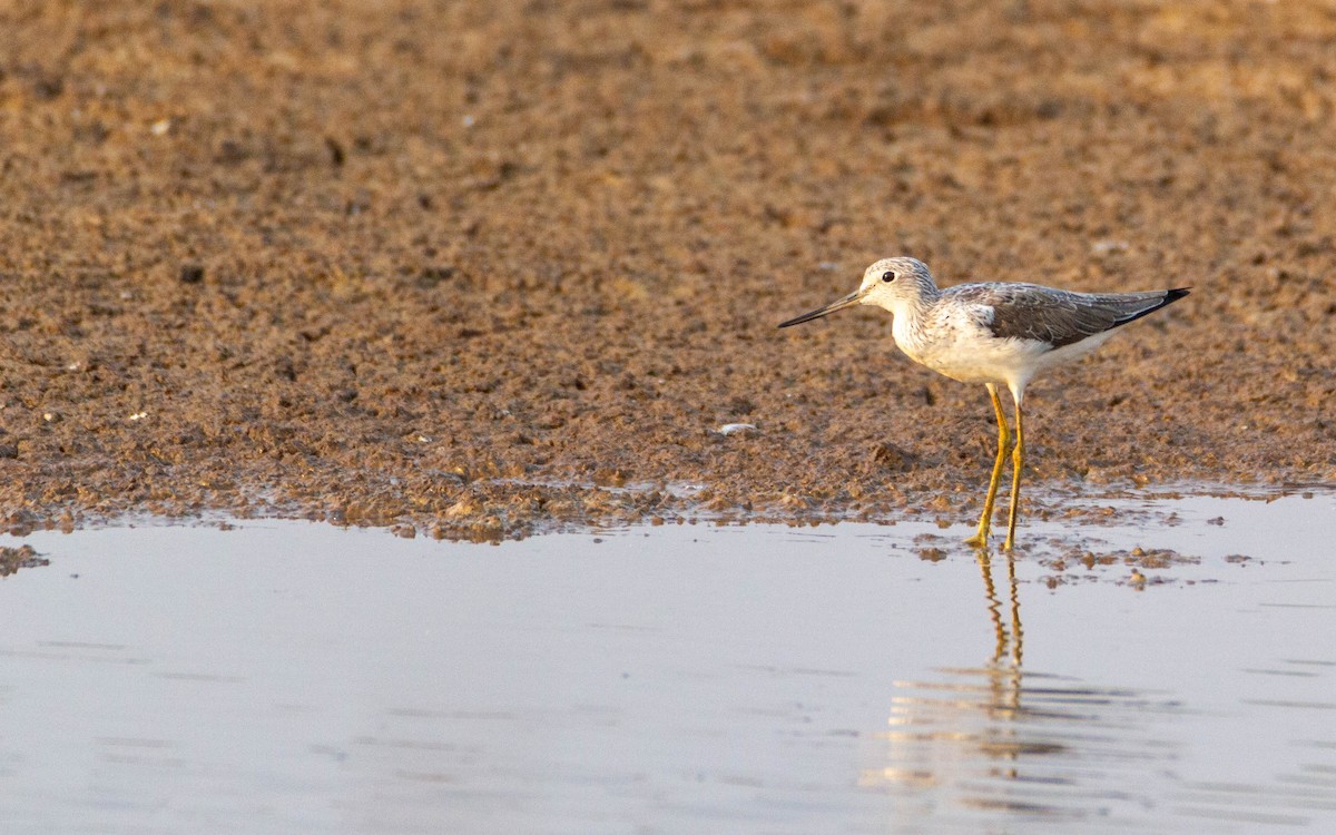 Common Greenshank - ML616544507