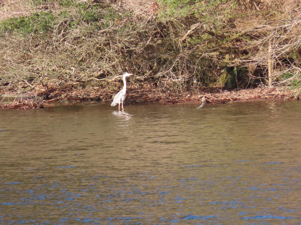 Gray Heron - John Gaglione