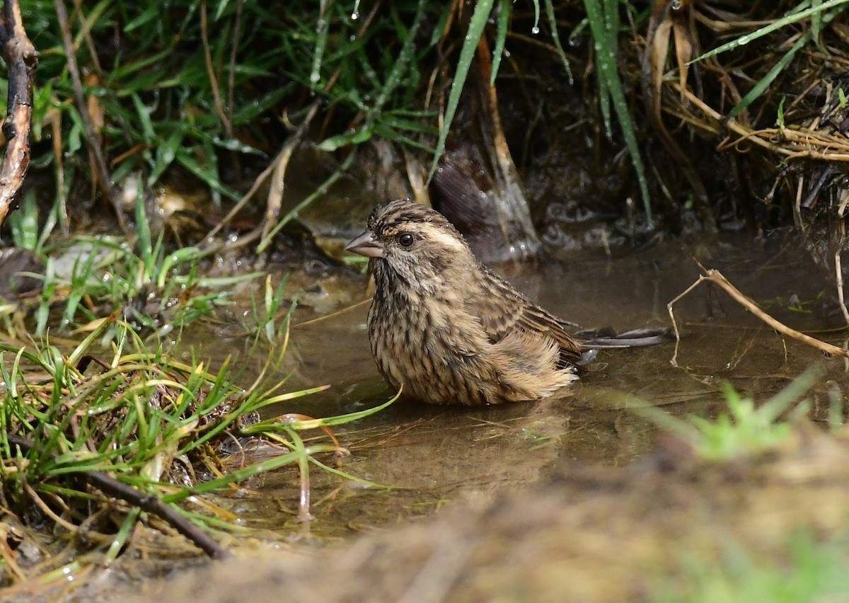 Pink-browed Rosefinch - ML616544589