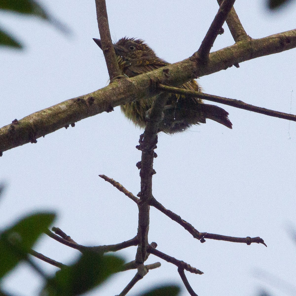 Speckled Tinkerbird - ML616544602