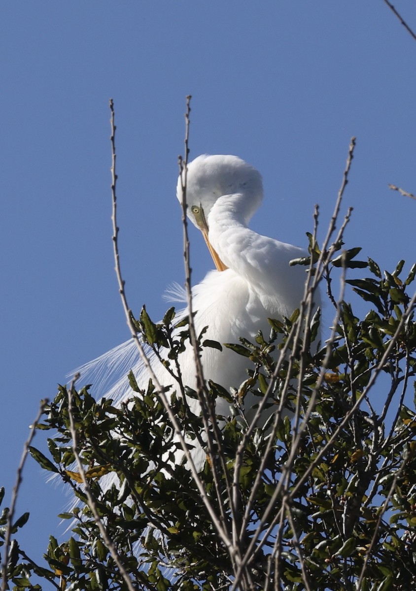 Great Egret - ML616544661