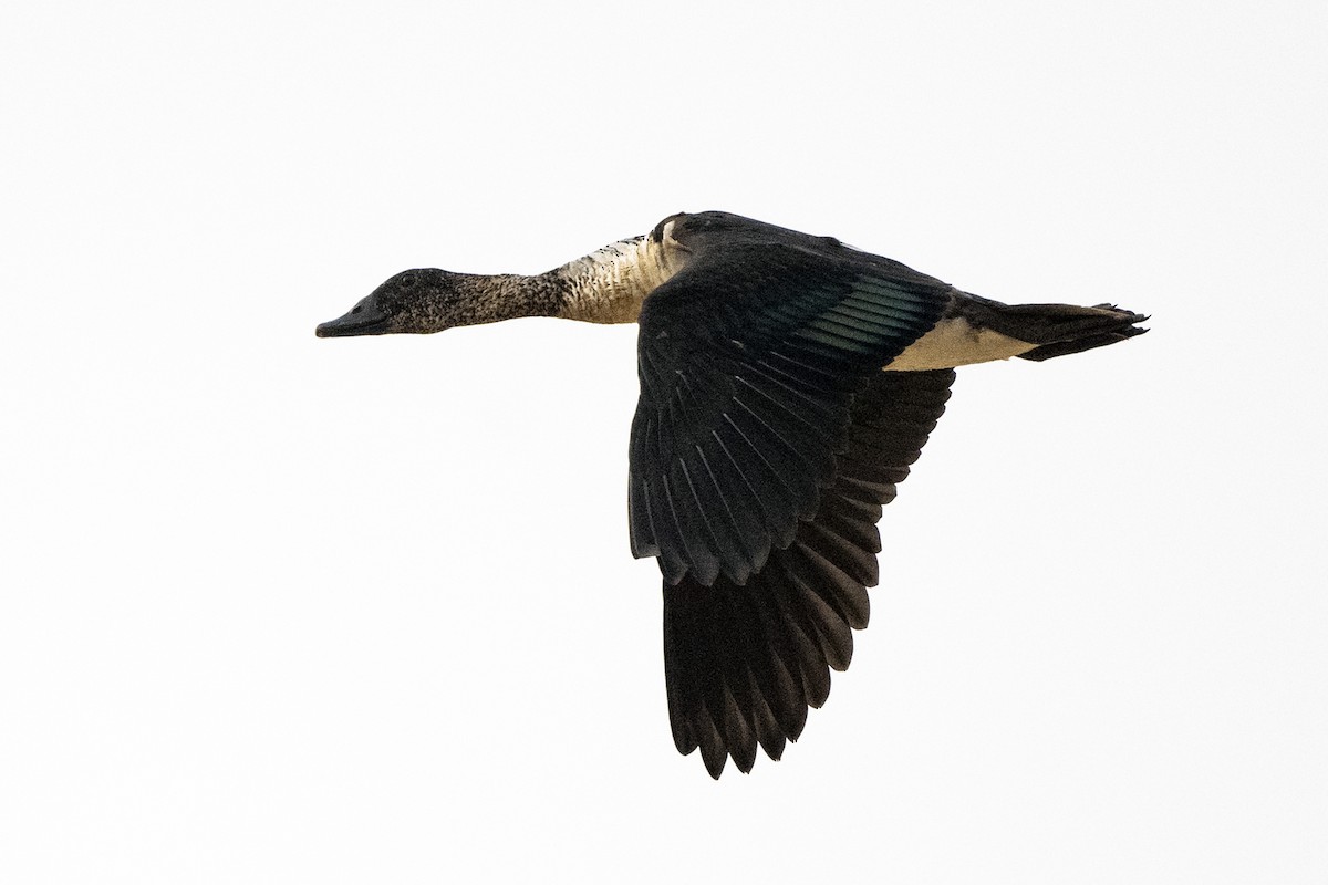 Canard à bosse - ML616544694