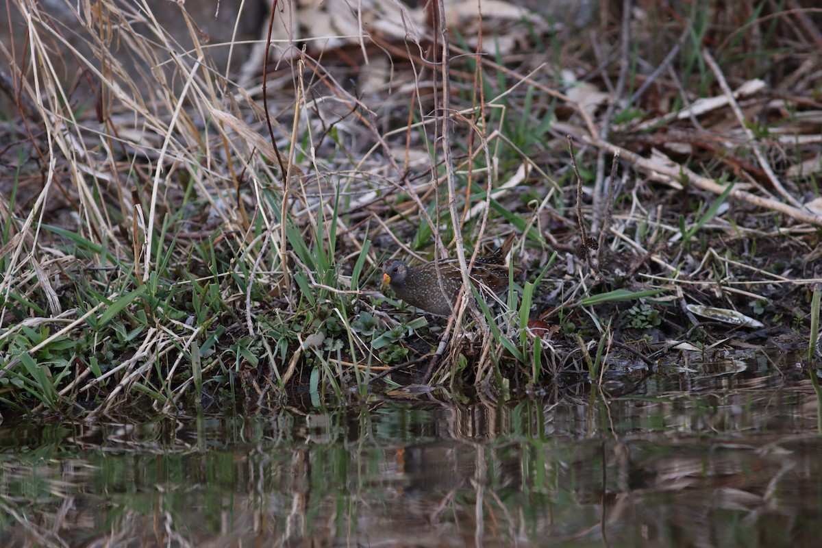 Spotted Crake - ML616544695