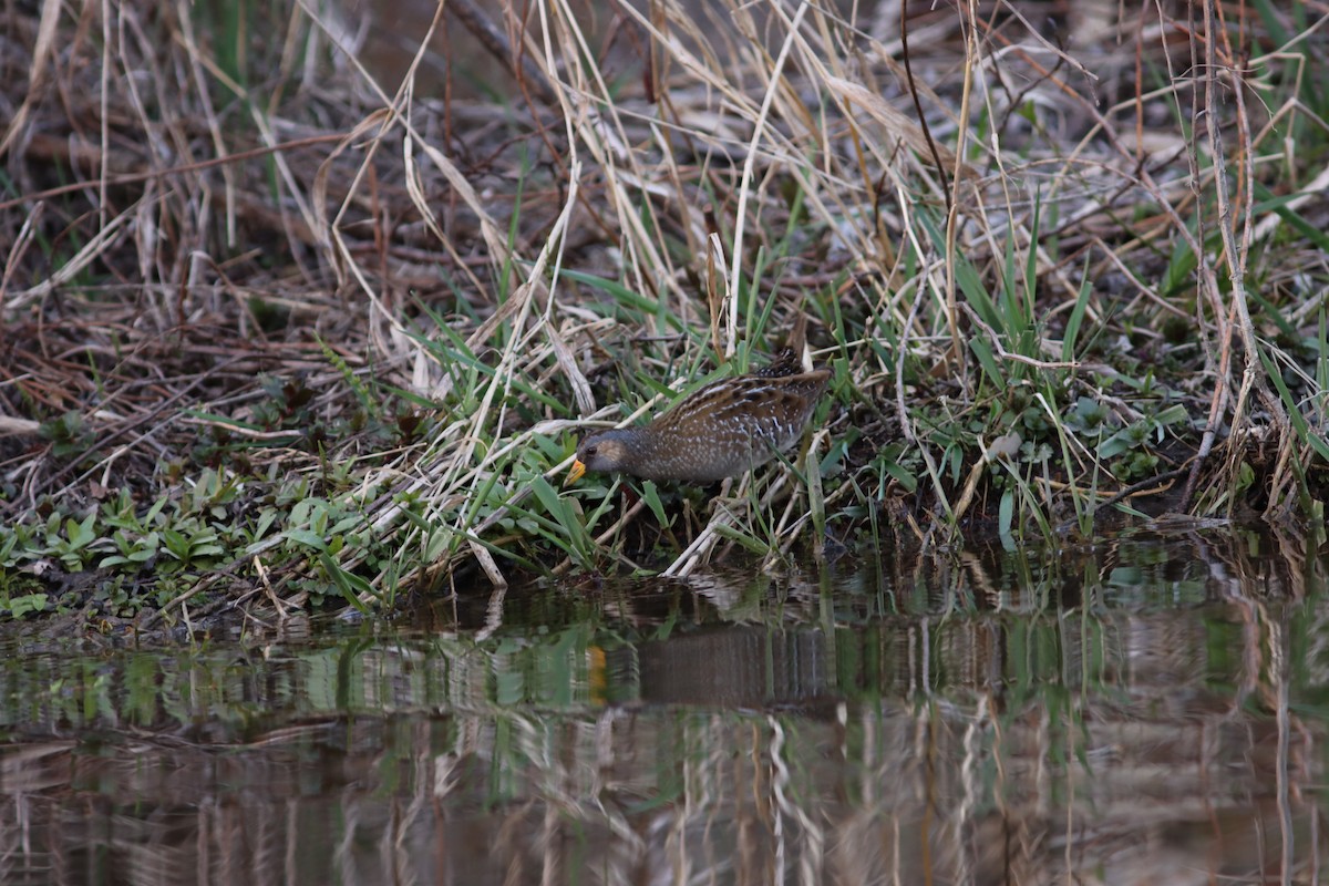 Spotted Crake - ML616544696