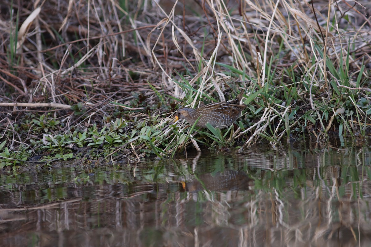 Spotted Crake - Luca Finger