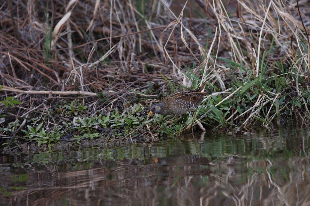 Spotted Crake - ML616544698