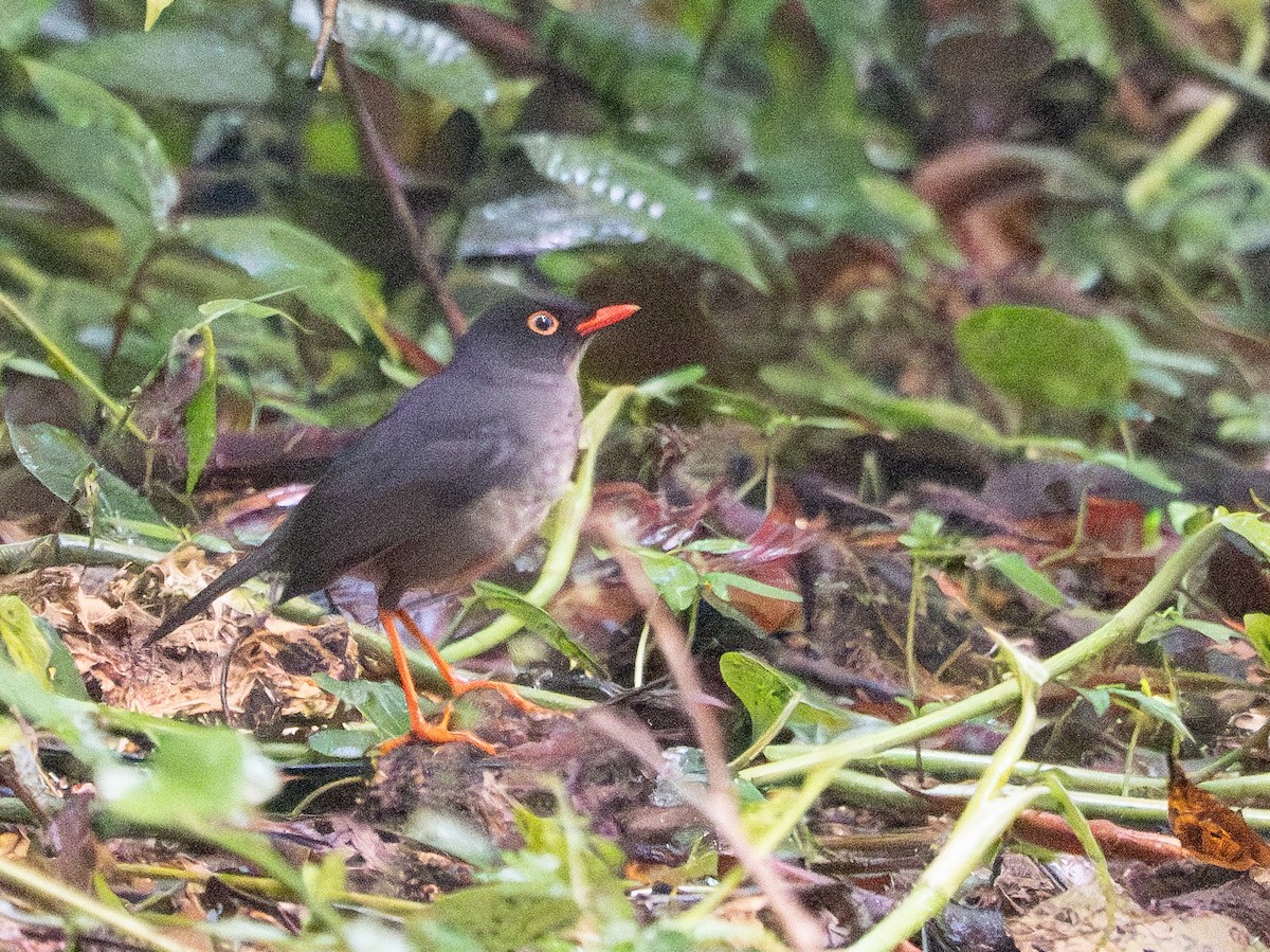 Slaty-backed Nightingale-Thrush - Scott Stafford