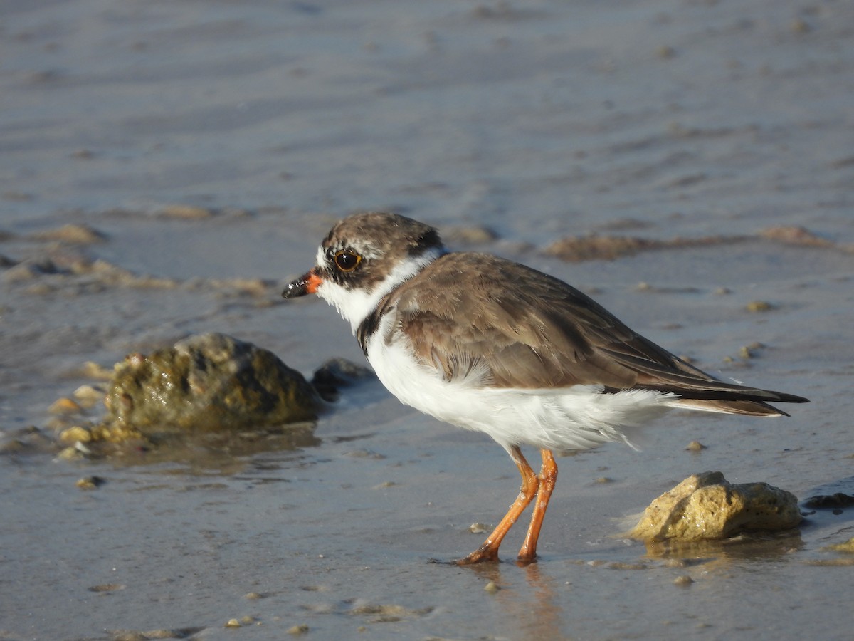 Semipalmated Plover - William Cormack