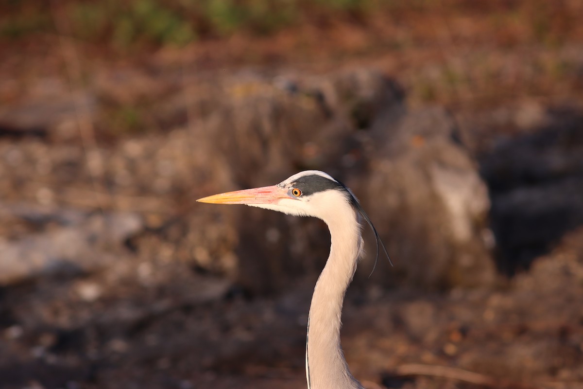 Gray Heron - ML616544729