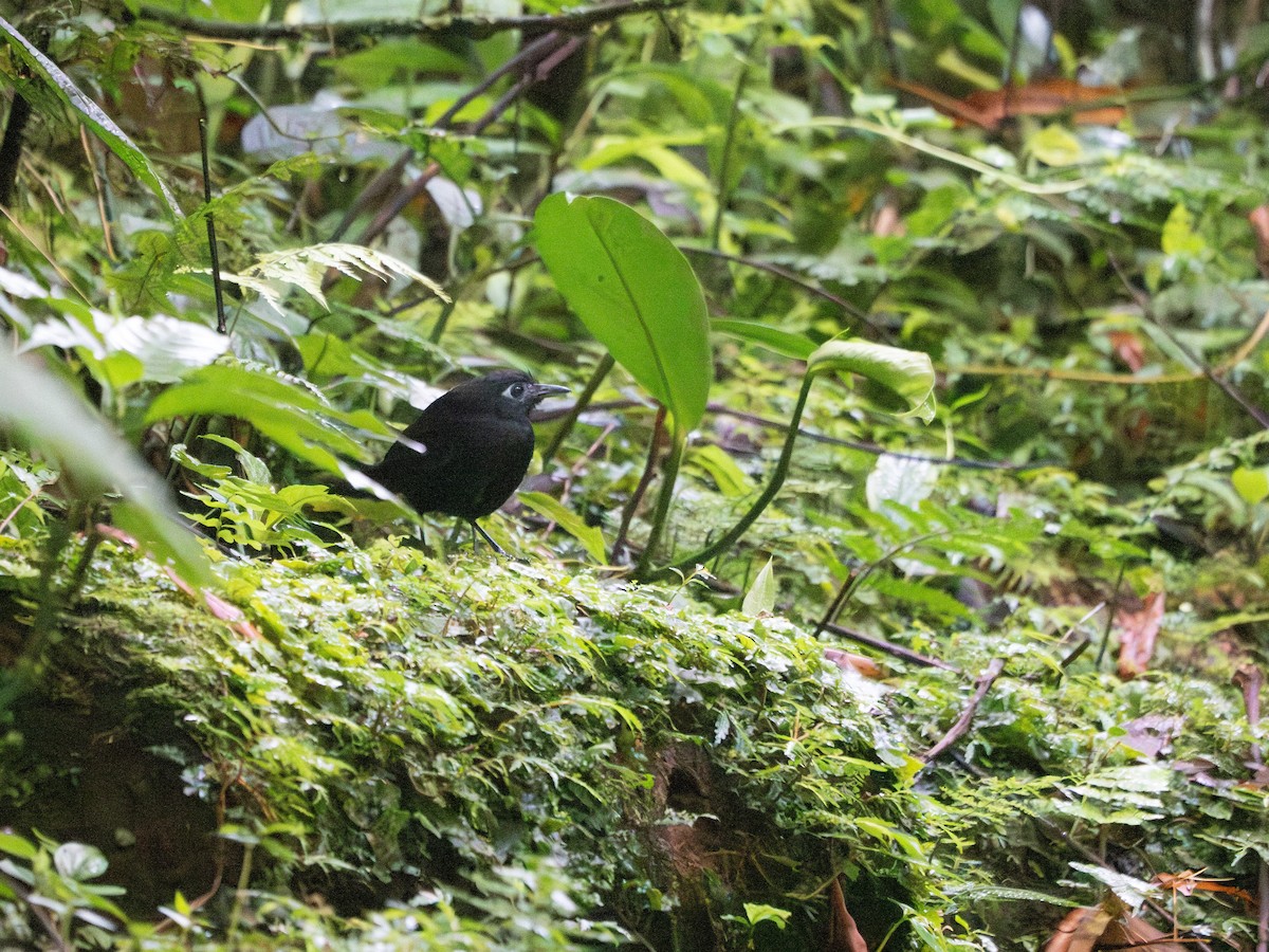 Zeledon's Antbird - Scott Stafford