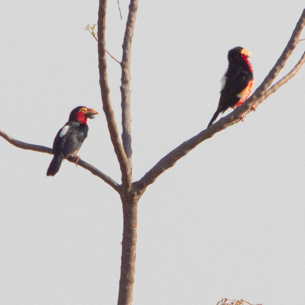 Bearded Barbet - Werner Suter