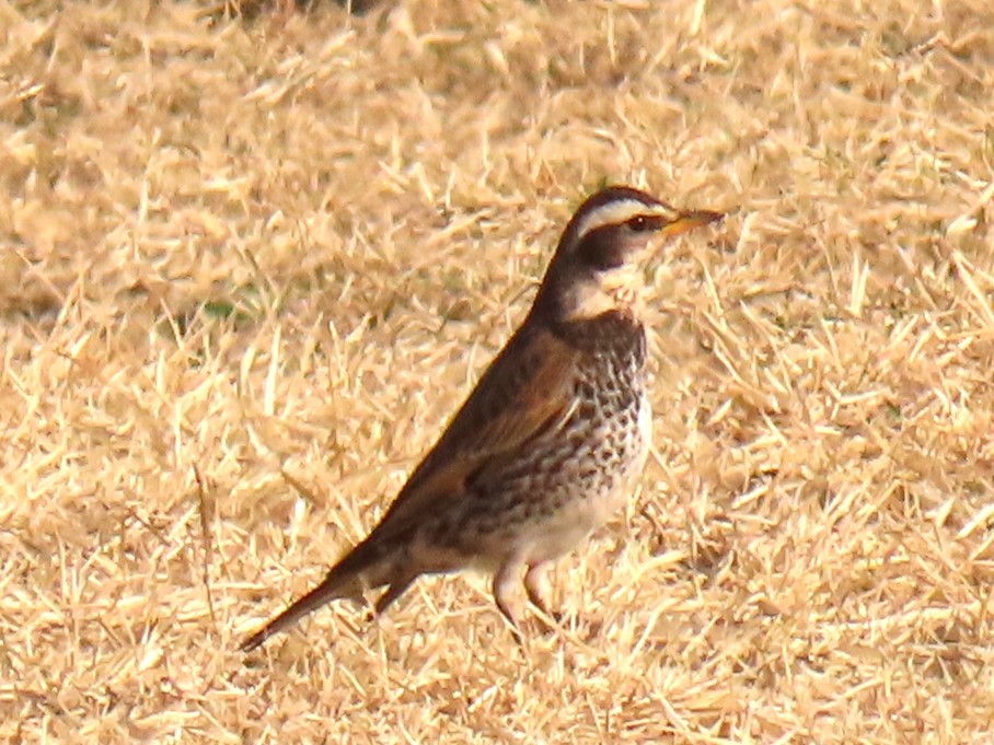 Dusky Thrush - ML616544804