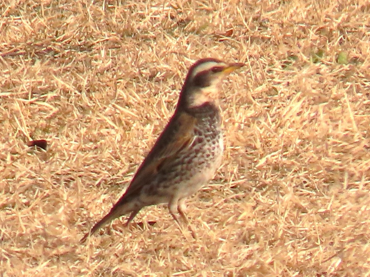 Dusky Thrush - John Gaglione