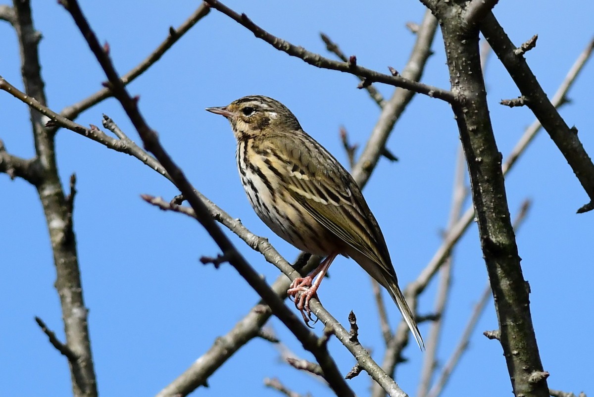 Pipit à dos olive - ML616544806