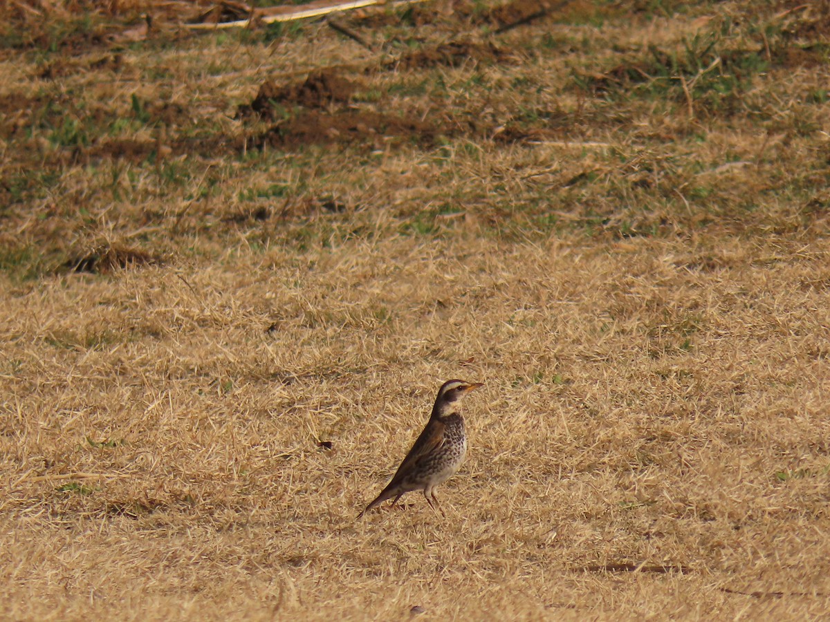 Dusky Thrush - ML616544807