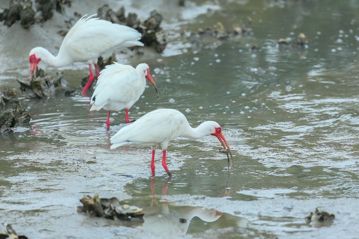 ibis bílý - ML616544822