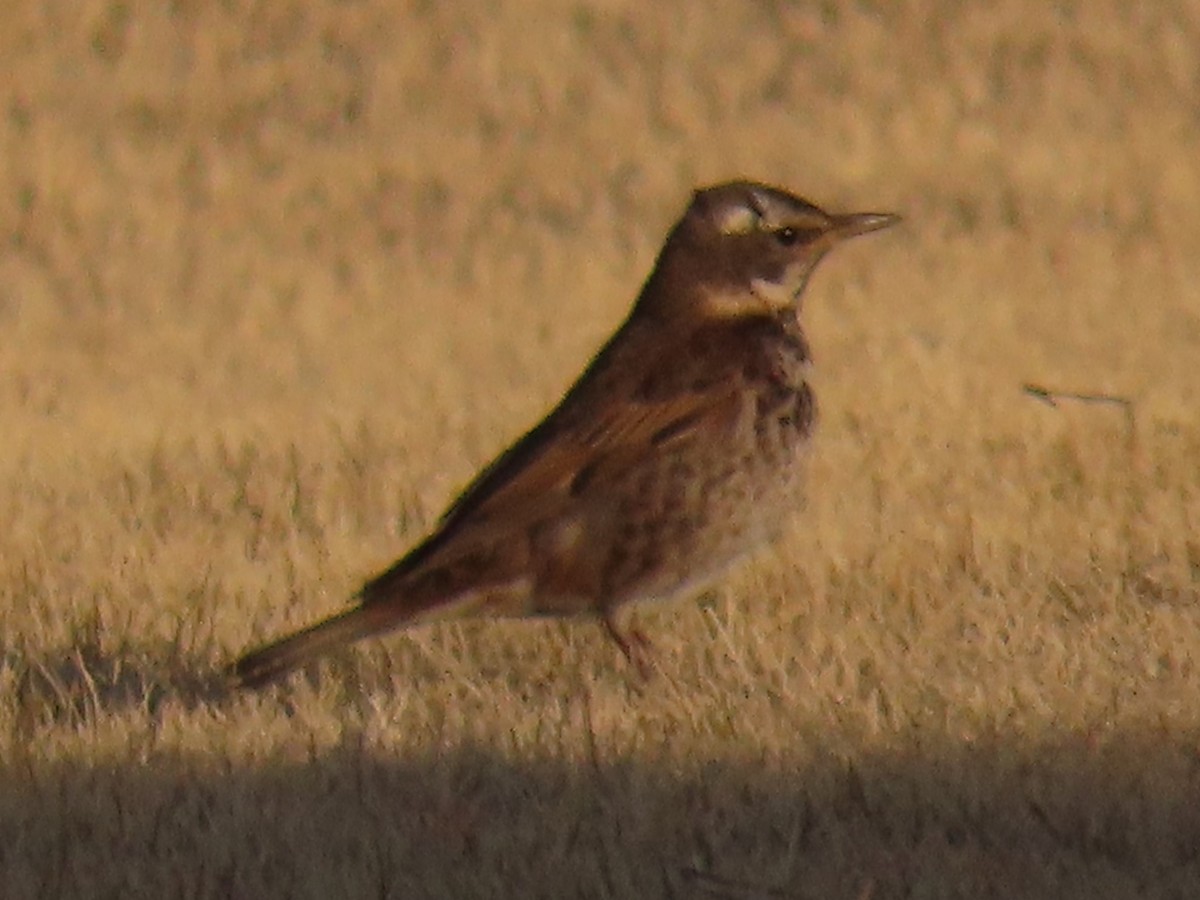 Dusky Thrush - John Gaglione