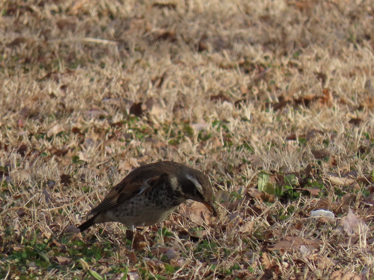 Dusky Thrush - John Gaglione