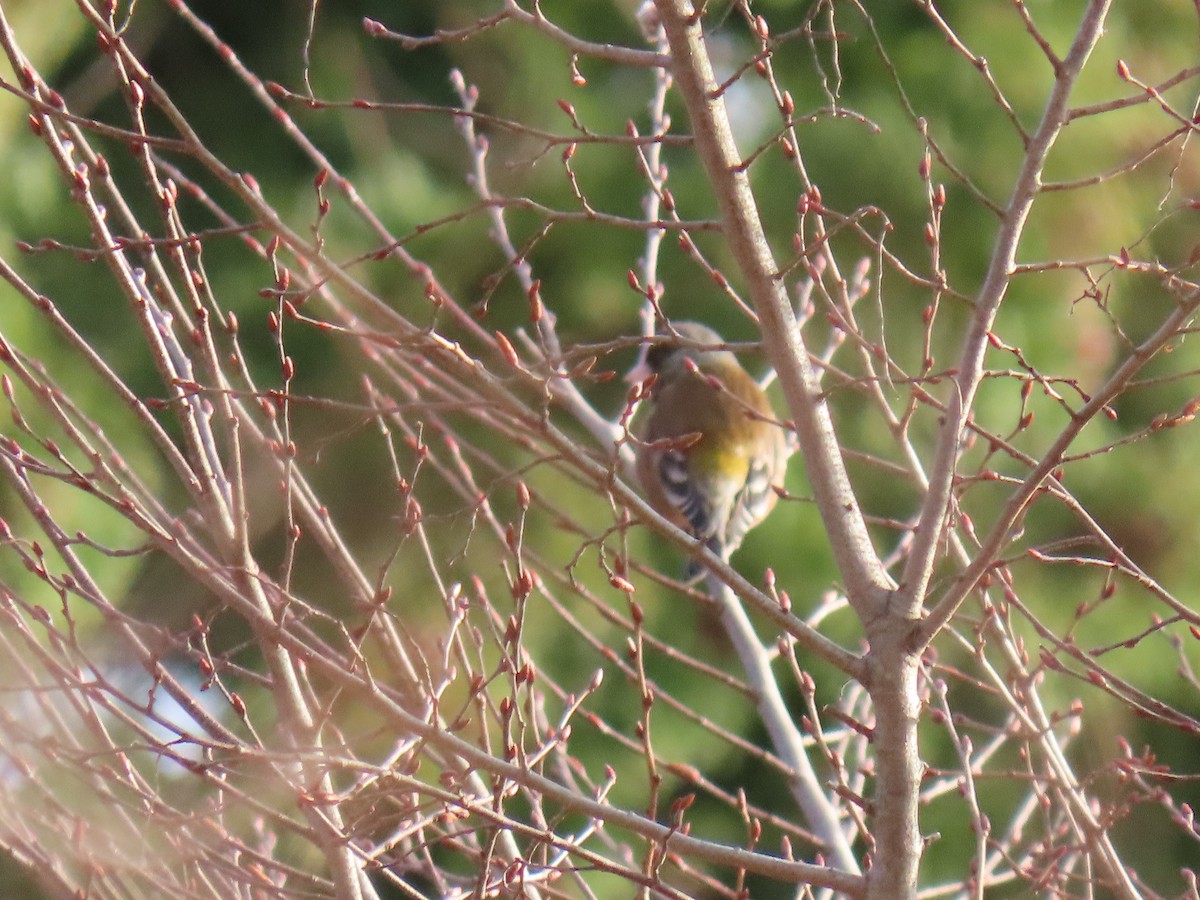 Oriental Greenfinch - John Gaglione